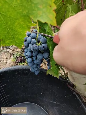 Winobranie 2026 Francja - DEALLO.PL