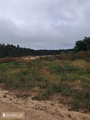 [eLicytacje] II licytacja - Nieruchomość gruntowa leśna - DEALLO.PL