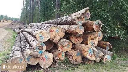 [eLicytacje] I licytacja - Drewno dębowe i sosnowe  - DEALLO.PL